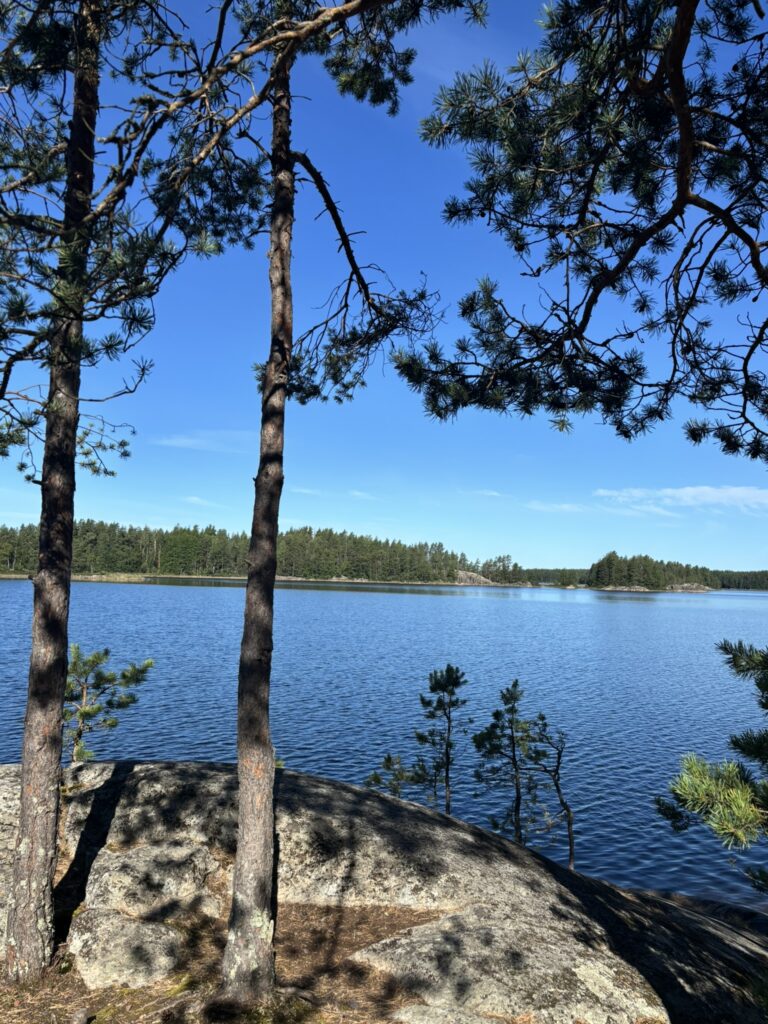 Lake Saimaa viewed through pine trees in Puumala