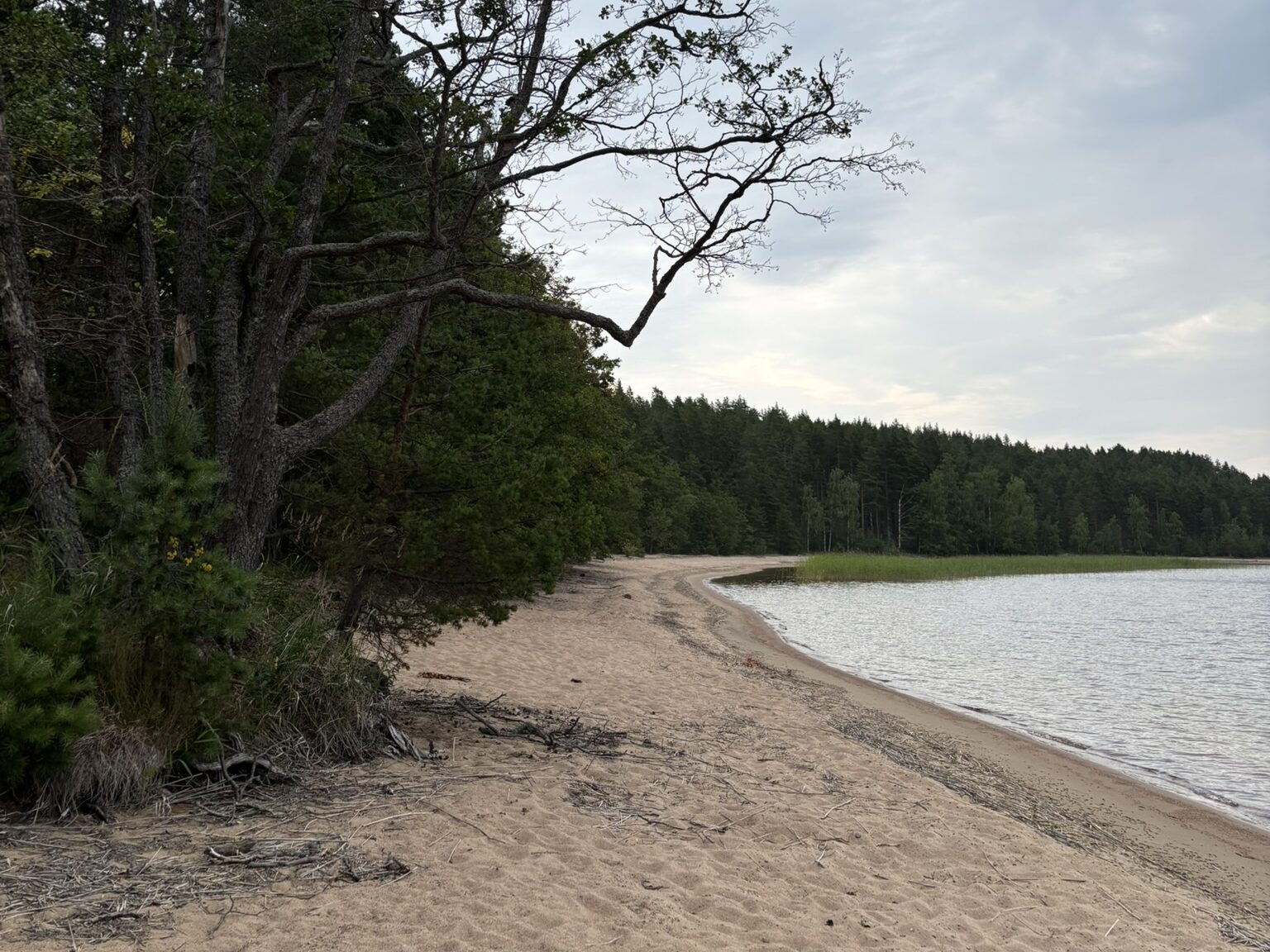 Natural sandy beach surrounded by forest in Puumala