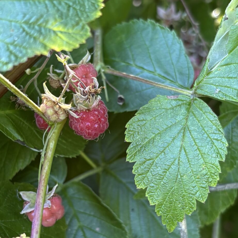Wild raspberries
